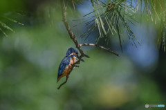 ５月18日のカワセミ　１