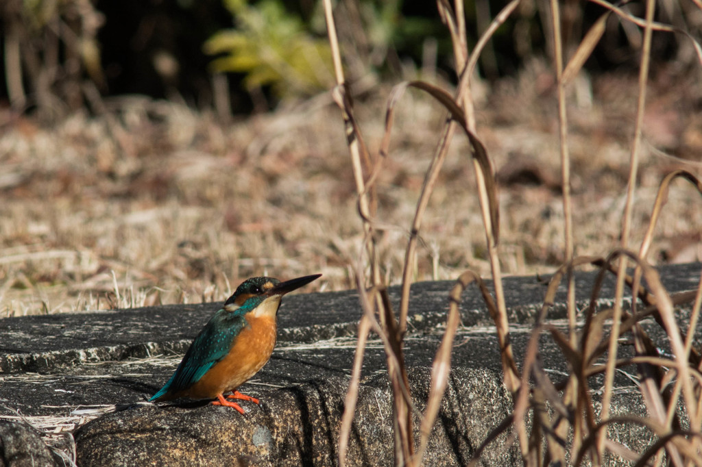 カワセミ　その４
