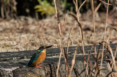 カワセミ　その４