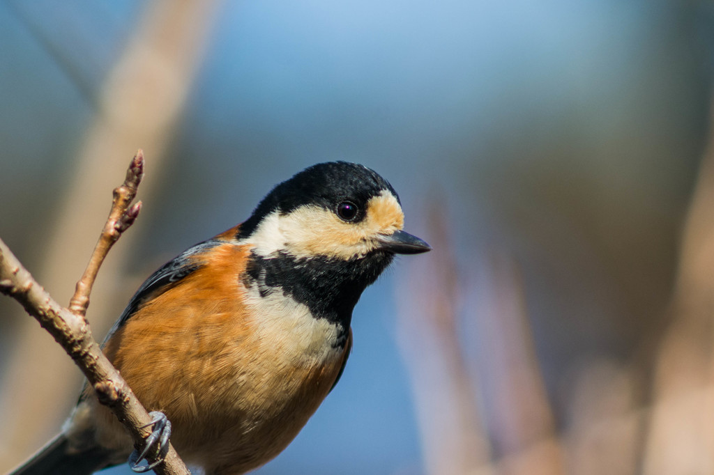 枝止まりのヤマガラ