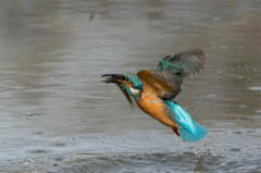 1発勝負のカワセミ