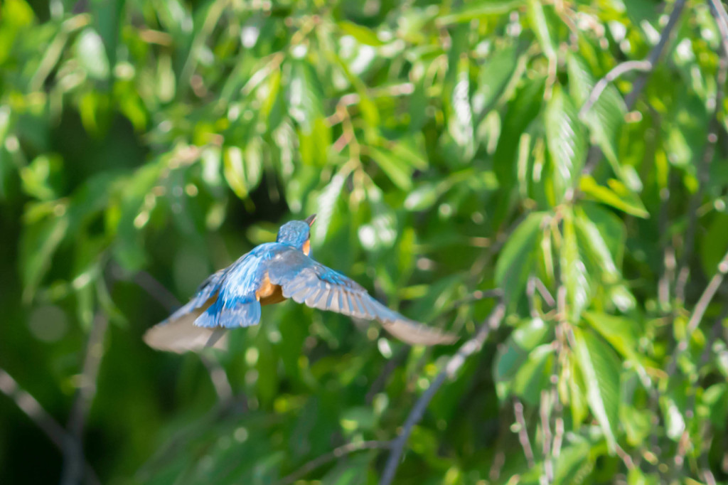 ５月８日のカワセミ　３