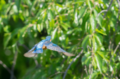 ５月８日のカワセミ　３