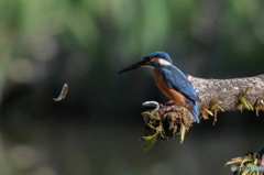 ３月30日のカワセミ　２