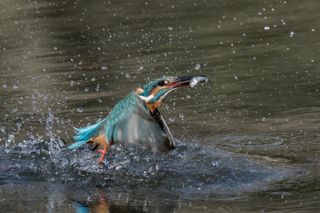 水中からの離脱２