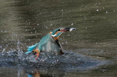 水中からの離脱２