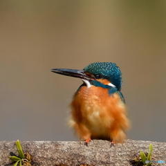 ３月２６日は蔵出しのカワセミ　１