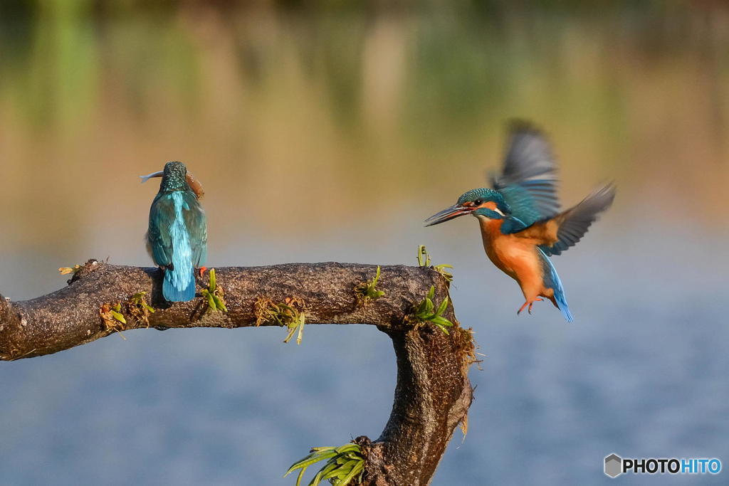 ３月２０日のカワセミ　１