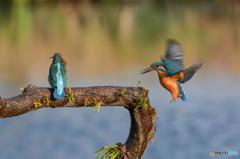 ３月２０日のカワセミ　１