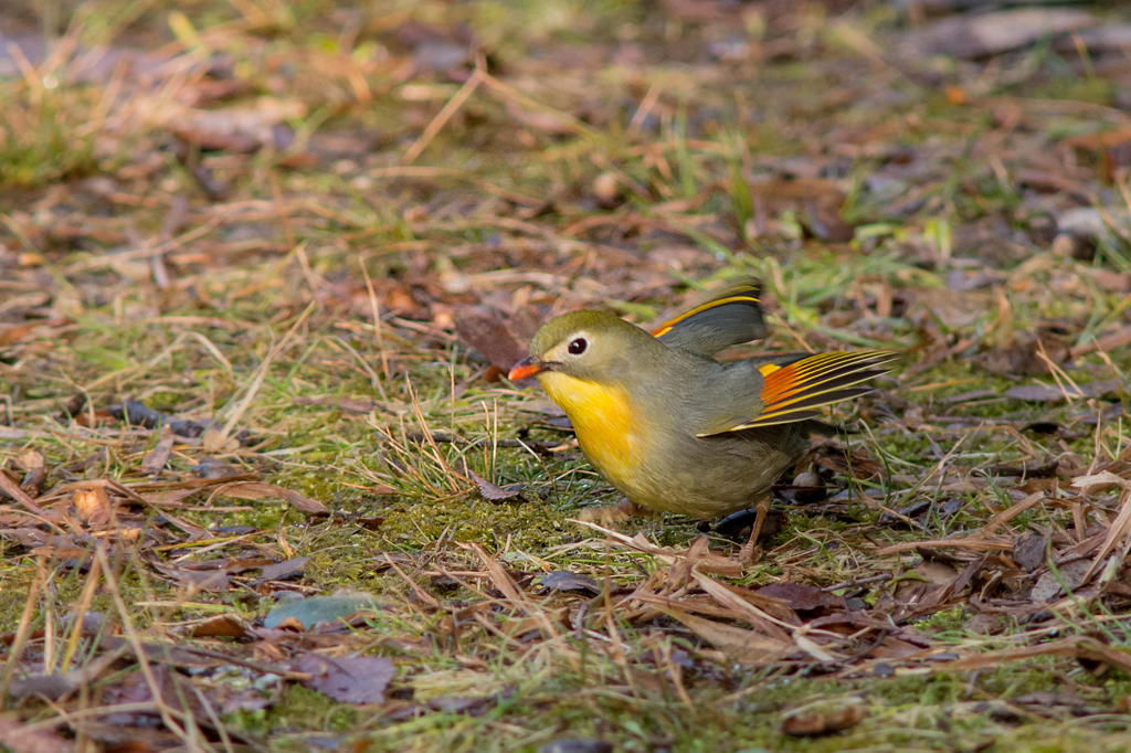 ソウシチョウ　２