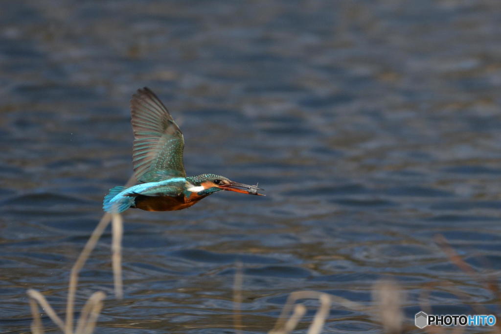 ２月15日は蔵出しのカワセミ　１