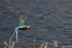 ２月15日は蔵出しのカワセミ　１