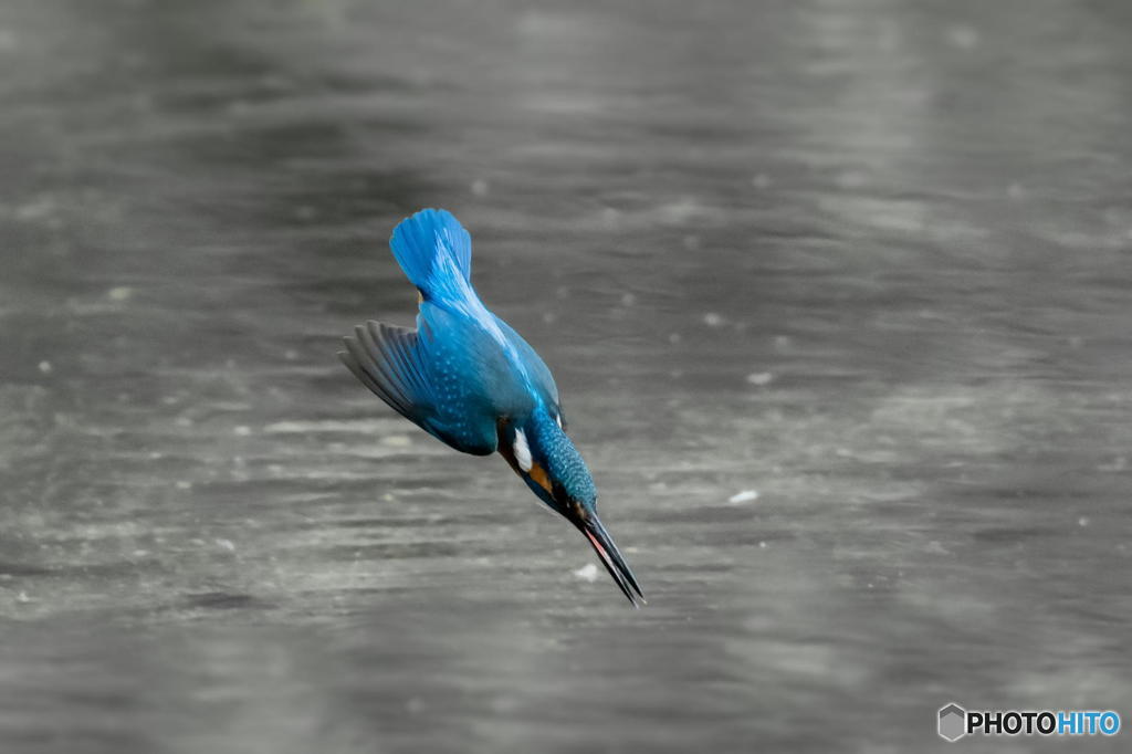 ４月29日のカワセミ　２