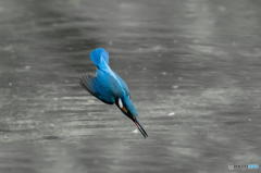 ４月29日のカワセミ　２