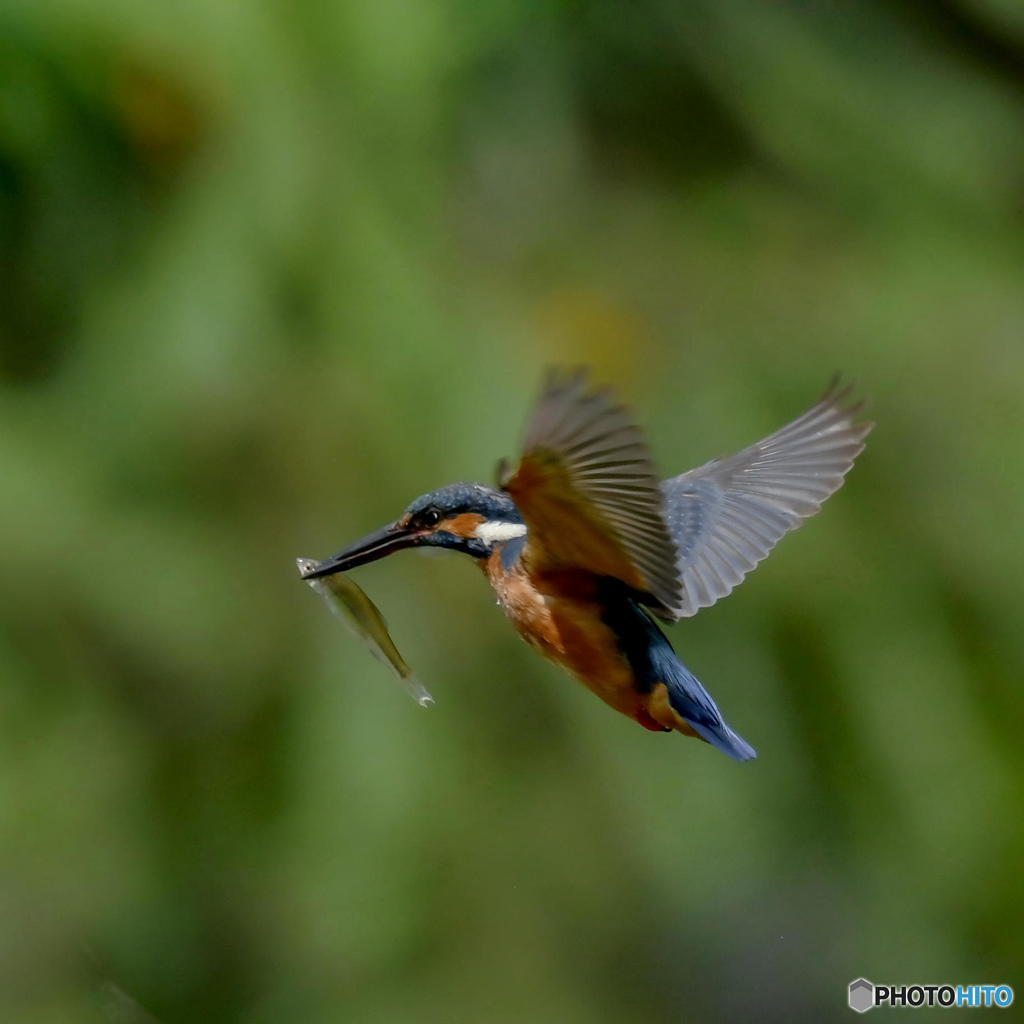 ５月29日のカワセミ