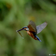 ５月29日のカワセミ