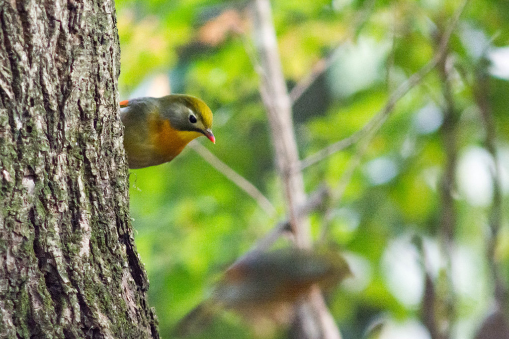 ソウシチョウ　その１