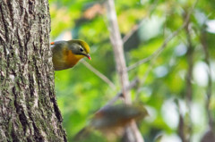 ソウシチョウ　その１