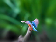 4月11日のカワセミ　１