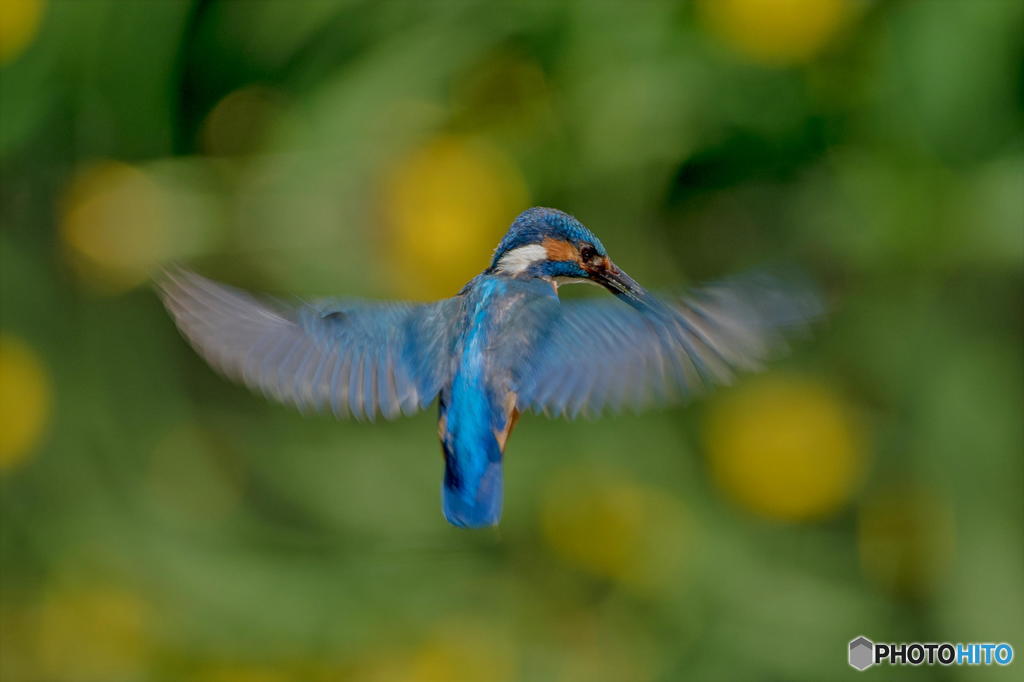 ５月17日は蔵出しのカワセミ　２