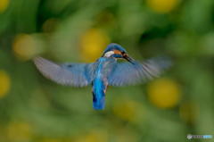 ５月17日は蔵出しのカワセミ　２