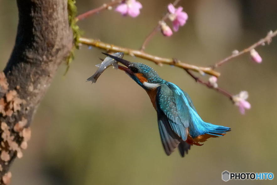 ２月23日のカワセミ　１