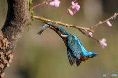 ２月23日のカワセミ　１