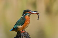 ２月３日のカワセミ　２