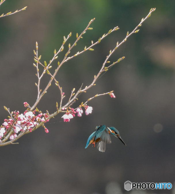 ３月23日のカワセミ　２
