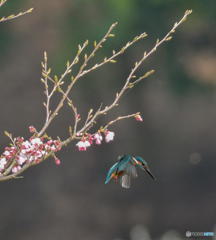 ３月23日のカワセミ　２