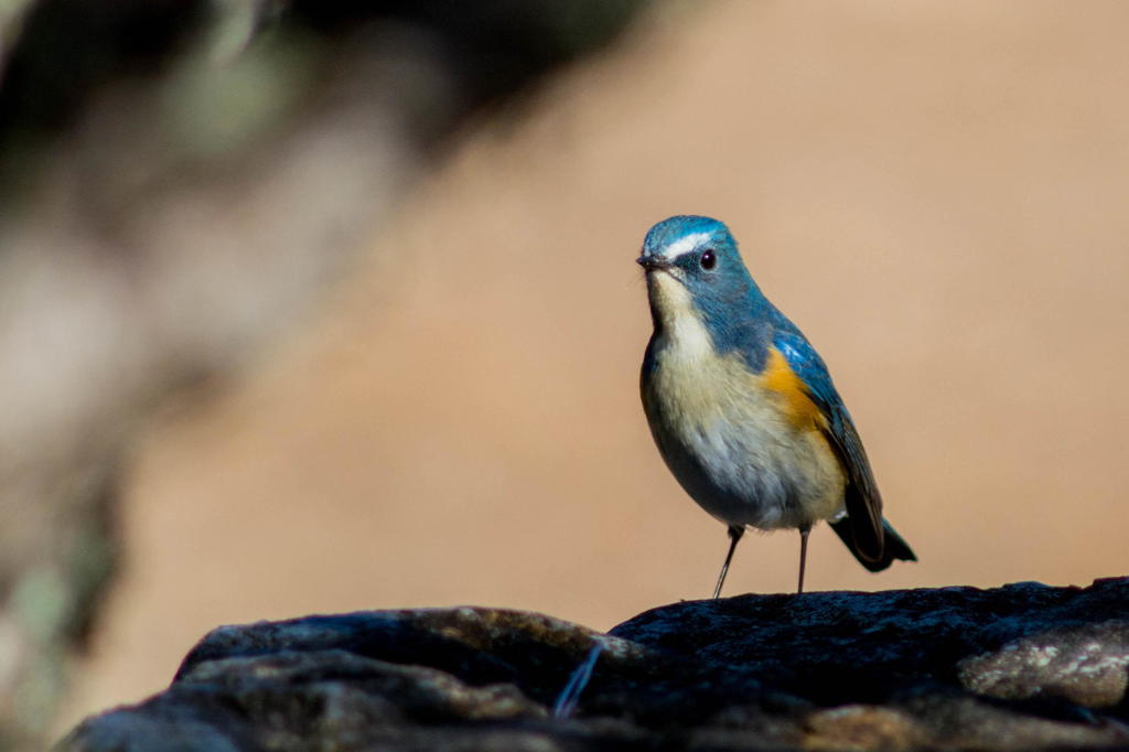 以前はこのオスがよく出てくれました。