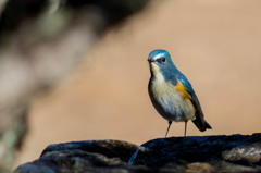 以前はこのオスがよく出てくれました。