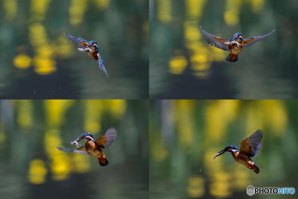 ５月５日のカワセミ　１