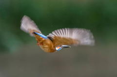 ６月２日のカワセミ　１