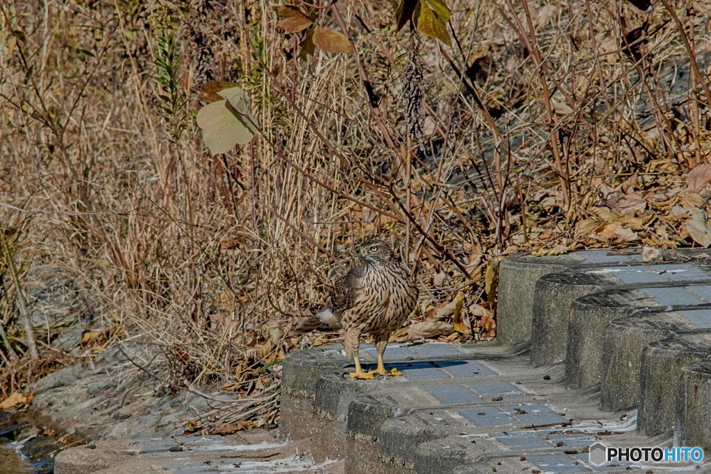 12月19日　蔵出しのオオタカ幼鳥　２