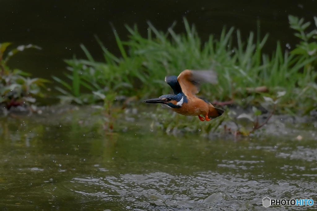 ５月16日のカワセミ　１