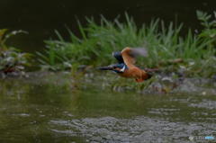 ５月16日のカワセミ　１