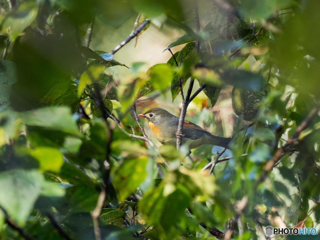 10月27日のソウシチョウ