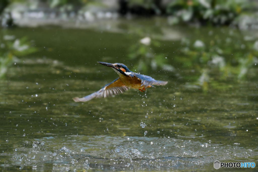 ６月10日のカワセミ　１