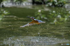 ６月10日のカワセミ　１