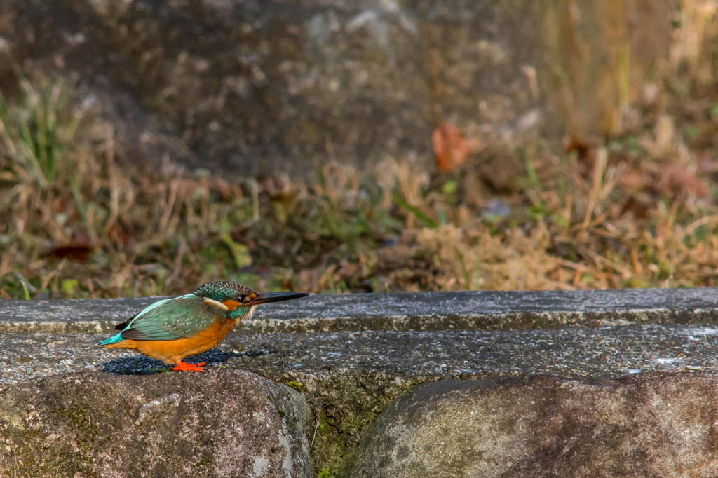 オスのテリトリーにご婦人が訪問　２