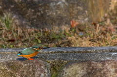 オスのテリトリーにご婦人が訪問　２