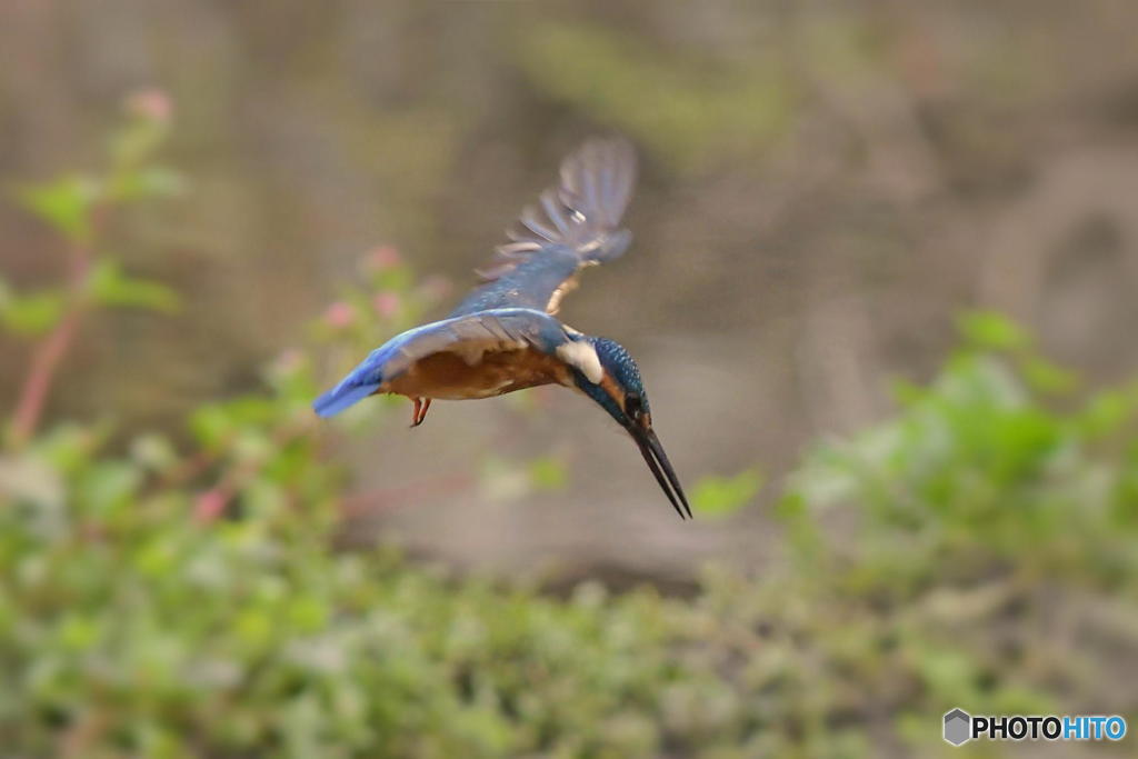 11月14日　蔵出しのカワセミ　１