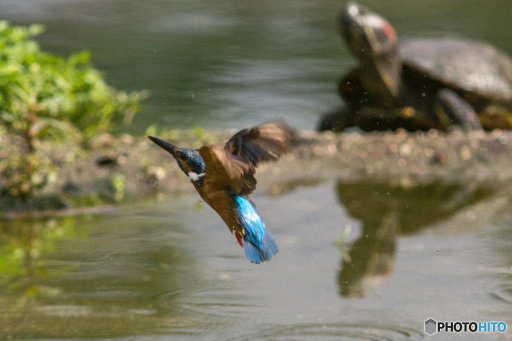 ７月３日は蔵出しのカワセミ