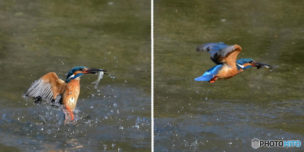 ３月１９日は蔵出しのカワセミ　１
