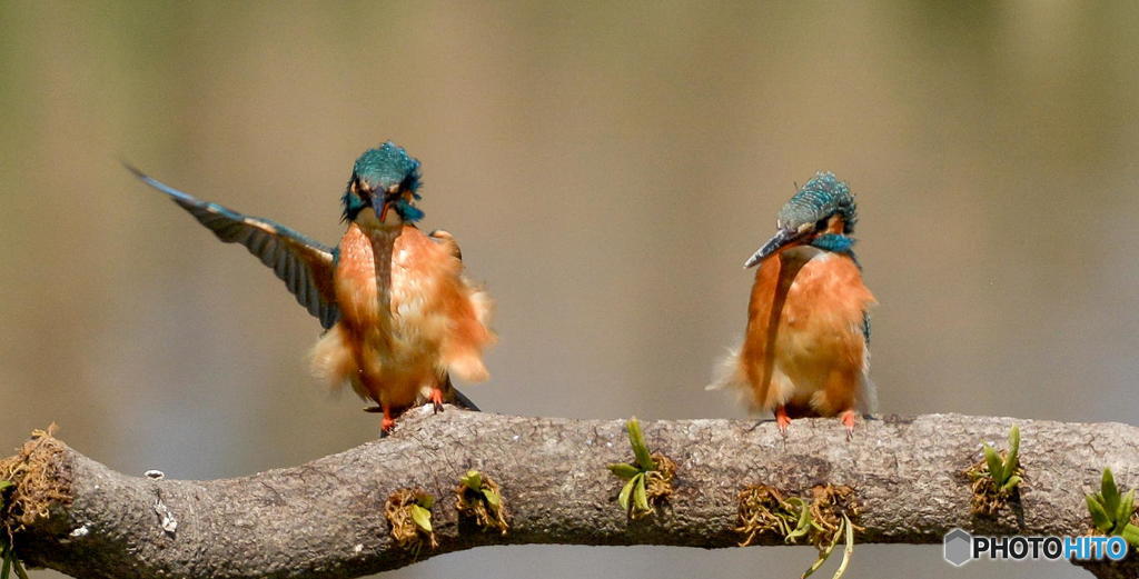 ３月２６日は蔵出しのカワセミ　２