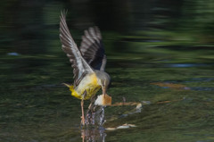 キセキレイのホバリング３