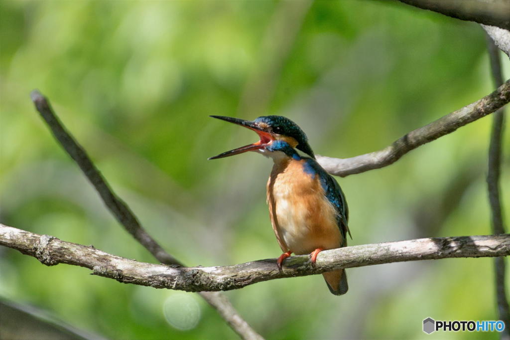 ４月２２日のカワセミ　１