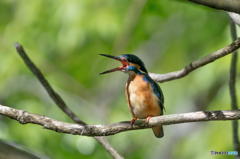 ４月２２日のカワセミ　１