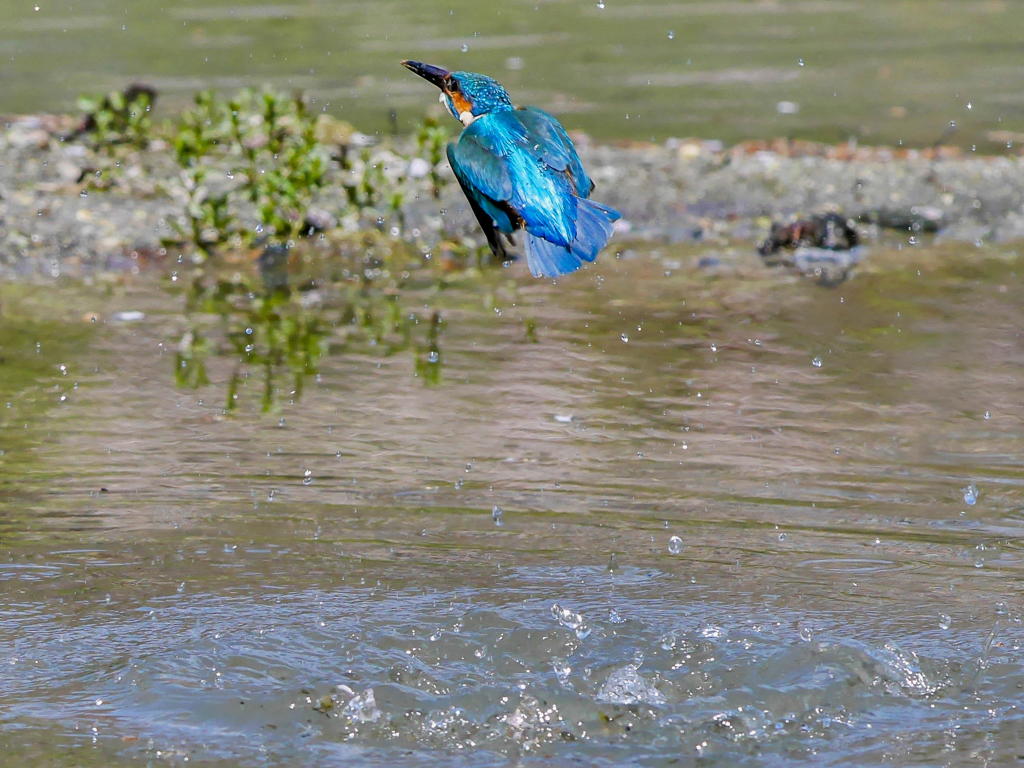 4月11日のカワセミ　３